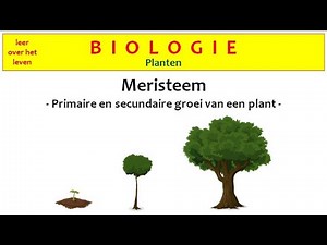 Biologie - Planten - Meristeem - De groei van een plant -