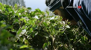 Welcome to Darjeeling! #darjeeling #westbengal #darjeelingtourism #incredibleindia #travelphotography #toytrain #natgeotravelindia You can watch the full video on https://youtu.be/XYwP-QndGG0?si=3KKPao8i3Lj2LSLk | Kanishk Gupta Official