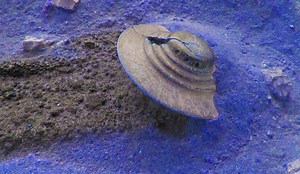 The Recovered Alien Craft in Arizona’s Paradise Valley? - UFO Insight