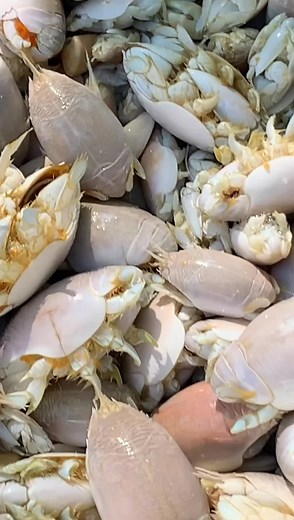 Feed the fish FLEAS!! #surffishing #beachfishing #fishing #saltwaterfishing #SandFleas | Phil Hollandsworth