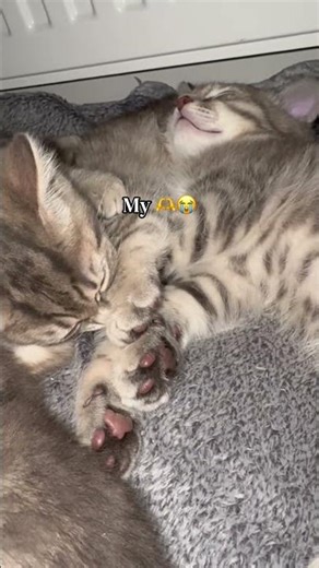 Süße Kätzchen 🐱