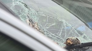 Will insurance cover that tree on your vehicle? Only if you have Comprehensive Auto Insurance