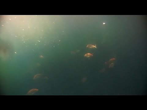 Chumming for Red Snapper