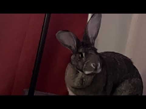 Tryharding Work At A Pizza Place #9