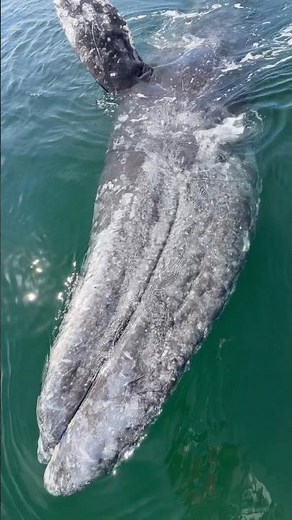 The Rarest Moment With a Wild Whale #nature #amazing