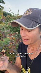 35 reactions · 6 comments | The hazelnuts are ready to harvest!  #hazelnuts #foodforest #marylandfarm #harvest #localfarm | Honey's Harvest Farm | Facebook