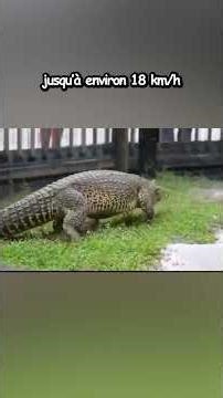 La Vitesse Des Crocodiles