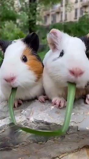 Kangaroo Flexes Like a Pro 💪🦘 || #kangaroovideos #wildlife #funnyanimals