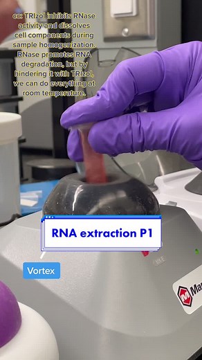 Plant Stem RNA Extraction Process Explained