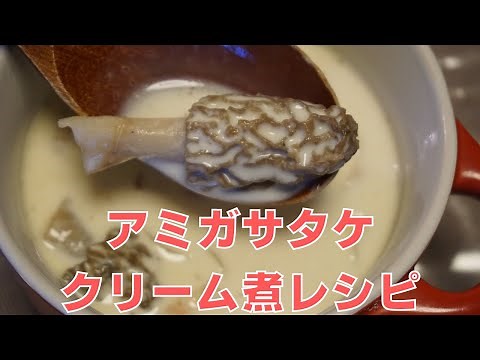 アミガサタケのクリーム煮【定番レシピ】