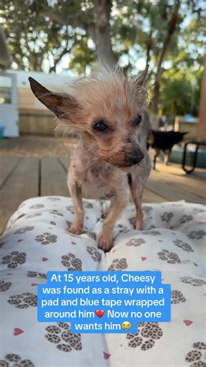 Please help Cheesy find a home!!🥺💔 Cheesy is about 15–16 years old. Animal control found him as a stray, with a large pad on wrapped in blue tape and his eyes were literally stuck shut… No one gave him a chance. No other rescue wanted to save him… So of course we couldn’t say no. Now, he’s healthy, his eyes are open, and he’s loving life at our sanctuary: rolling in the beds, soaking up attention, and enjoying every little comfort. But what Cheesy really wants is a forever family. This tiny 3.
