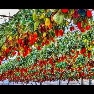 Amazing Agriculture Technology from Japan - Strawberry Cultivation in Greenhouse | Modern Farming Technique