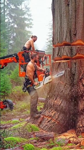 Extreme Tree Felling with a Chainsaw and Lift! #chainsaw #woodworking #lumberjack