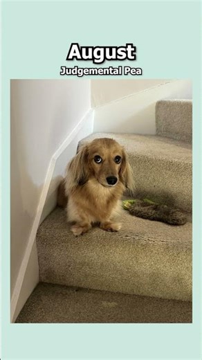 your month = your Pea 🐶