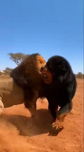 Tibetan Mastiff vs Lion: The Ultimate Battle! 🦁🔥