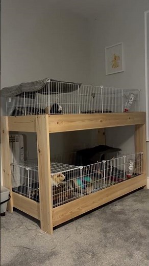 Custom Guinea Pig Cage Design (DIY HOMEMADE) 🩷