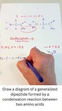Draw a Dipeptide #ib #biology #exampreparation #IBioBoost