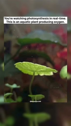 You're watching photosynthesis in real-time. This is an aquatic plant producing oxygen.