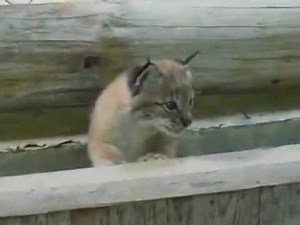 Lynx baby breaksout.