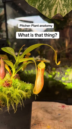 Pitcher Plant Anatomy 101: Revealing the Secrets of Carnivorous Plants