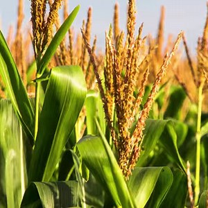 178K views · 2.5K reactions | Learn all about precision agriculture and check out our products news! Follow Trimble's official page on Facebook! | PTx Trimble | Facebook