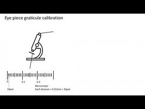 Eye piece graticule calibration A level biology (AQA)