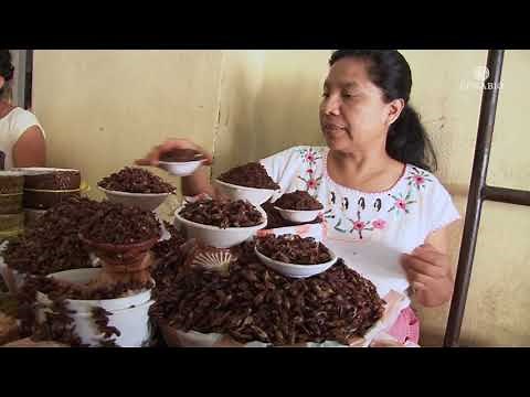 Insectos de México, insectos comestibles