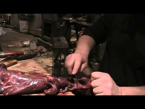 Fur Handling Series: Skinning, fleshing and stretching a Muskrat