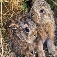 Favourite Wildlife Moments