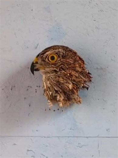 the artist Thomas Deininger creates sculptures and assemblages from discarded plastic, old toys and everyday objects, transforming consumer waste into surprisingly realistic images. His bird sculptures are built as anamorphic assemblages. Seen from the side, they appear to be chaotic collections of unrelated objects. But from one precise viewpoint, the fragments suddenly align to reveal a detailed bird. Deininger is also a birdwatcher and naturalist, and birds repeatedly appear throughout his pr