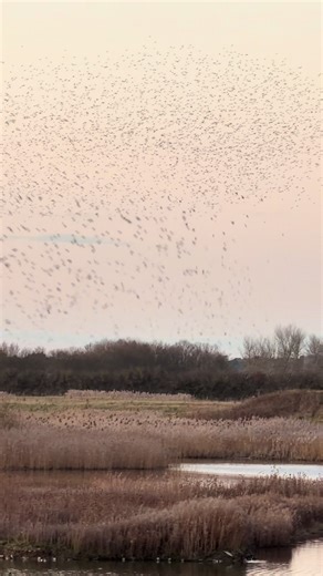 Stunning Starling Murmuration at North Cave Wetlands