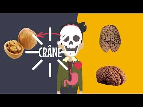 1 - What is a brain? - Brain user guide