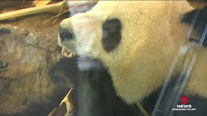 Adelaide Zoo's giant pandas have passed 100 days in the bamboo forest and it seems the popular duo are enjoying life down under with their keepers hoping opposites attract. Download the 7NEWS app: https://7news.link/7NEWSapp #7NEWS | 7NEWS Adelaide