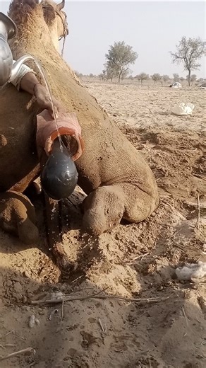 Traditional Camel Cooling Method in Desert Heat | Rural Life Care Scene