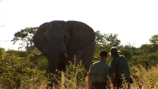 A tribute to Africa’s greatest giant. Experience the challenge, respect, and thrill of the elephant hunt. 🐘 📺 Full episode: https://youtu.be/fN2VprQjH4g?si=HCsDiAwfEHl5akbl #SafariClassicsTV #ElephantHunt #AfricanSafari #BigGameHunting #AdventureAwaits | Safari Classics TV