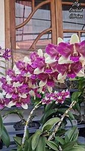 6 flower spikes on one orchid 😱 |ultra rare multi spike bloom | full orchid care secret #orchidbloom