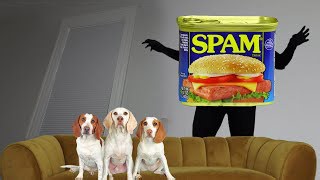 Dogs spammed by giant Spam prank funny Maymo, Potpie & Indie