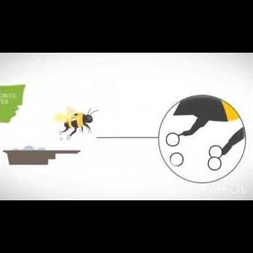 Bee Vectoring Technology!!
