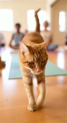 When a Cat Randomly Becomes the Yoga Star Watch the Stretch #catyoga #funnycats #yogapets