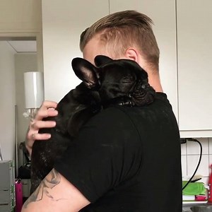 351K views · 15K reactions | When a dog and his human embrace  ❤️ French Bulldog puppies near you: bit.ly/FindAKCFrenchBulldogs | American Kennel Club | Facebook