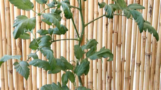 How to clone tomato plants from cuttings