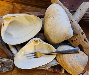 CLAM SHELLS for Baking - Etsy