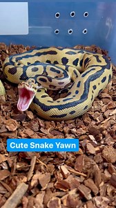 10K views · 22 reactions | Our Batman Ball Python with the cutest yawn after finishing her dinner #ballpython #royalpython #reptiles #reptilesofinstagram #reptile #snake #snakes #animals #wildlife #pets #petsofinstagram #pet #bloodpython #burmesepython #carpetpython #reticulatedpython #boaconstrictor #leopardgecko #crestedgecko #beardeddragon #bof #recessivegang #ballpythons #royalpythons | BALLS of FURY | Facebook