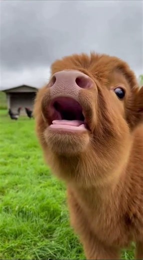 Cute Baby Animals Making Sounds: Elephant, Goat, Cow, Kitten & Tiger Cub 🐯🐘