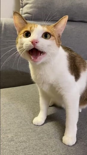angry meowing sounds #meow #cute #cat