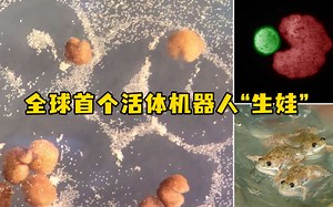 全球首个活体机器人已可自我繁殖，外观酷似《吃豆人》