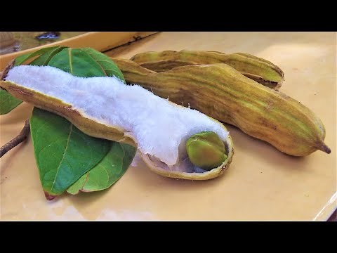 Cuajinicuil, algodoncillo, Jinicuil, Jinicuile, cuajiniquil, cajinicuile, aguatope o guaba