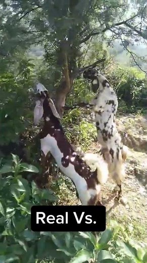 Real vs AI: Can You Spot the Difference?