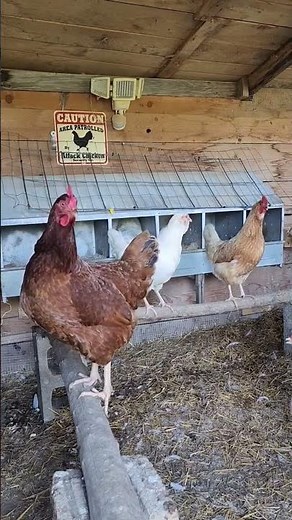 Hens clucking #chicken #pasturedpoultry #farm #animals