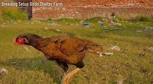 1.2K reactions · 41 shares | Birds shelter Breeding setup | Bird's shelter | Facebook